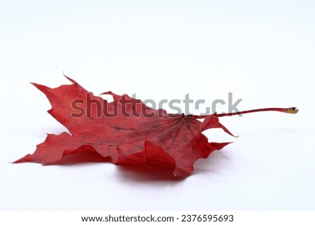Red autumn maple leaf. Angle from the side. Colorful photo with a white background.