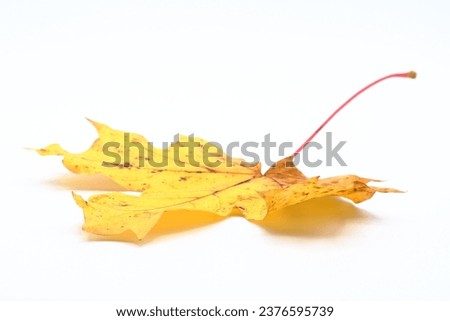 Yellow autumn maple leaf. Angle from the side. Colorful photo with a white background.