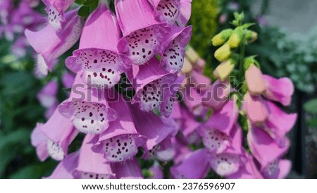 Digitalis Pink Panther flowers commonly named Pink Foxgloves.
The bright pink blooms flower with spotted purple throats and spikes of tubular.