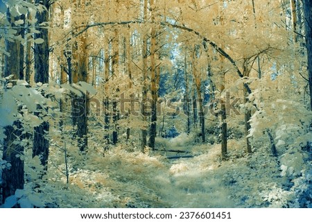 An infrared photo of a forest in the fall and winter. The trees are covered in leaves of various colors, including red, orange, and yellow.