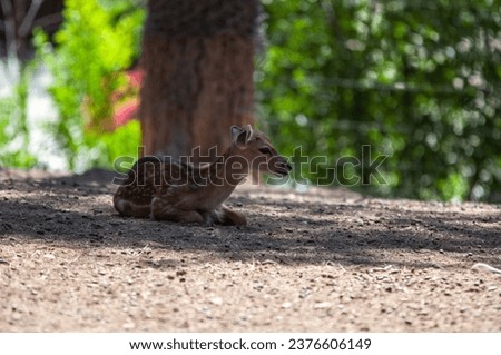 fallow deer resting during a hot summer day