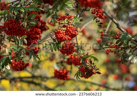 Sorbus aucuparia moutain-ash rowan tree branches with green leaves and red pomes berries on branches, blue sky Royalty-Free Stock Photo #2376606213