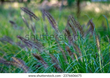 Pennisetum alopecuroides hameln foxtail fountain grass growing in the park, beautiful ornamental autumnal bunch of beautiful fountaingrass Royalty-Free Stock Photo #2376606675