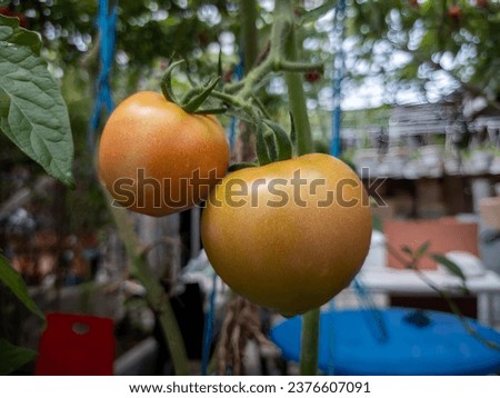 Two orange tomatoes in a Cameron Highland farm.