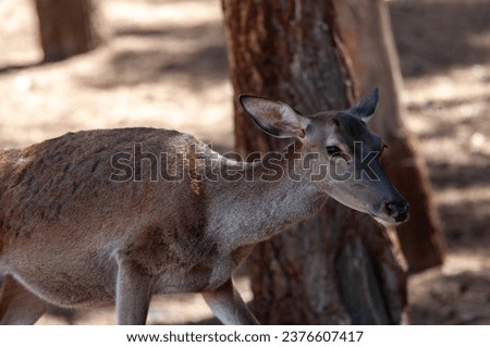 Atlas deer resting during a hot summer day