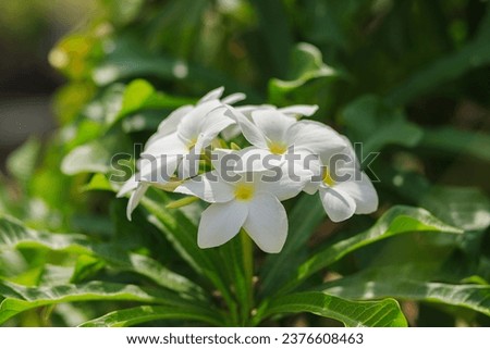 Close up of white plumeria or frangipani blossom flower