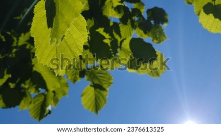 Green hazel leaves and blue sky with a ray of sun. Beautiful natural background with place for text. High quality stock photo.