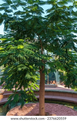 Delonix regia tree (Flamboyant or Royal Poinciana tree) with green leaves in mirror maze. Rare tree grows in public city park Krasnodar or 'Galitsky'. Autumn 2023