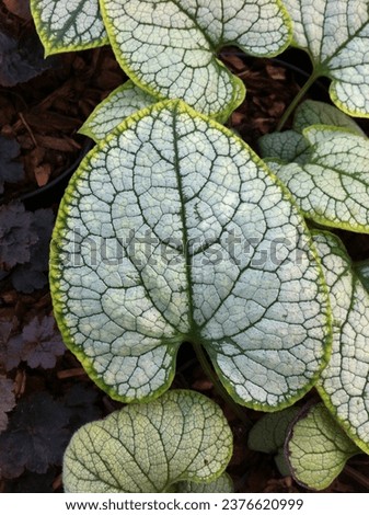 Brunnera macrophylla 'Silver Heart' (Perennial Forget-me-not) foliage in winter