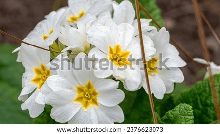Pretty bouquet of white pansy flowers with a yellow center.