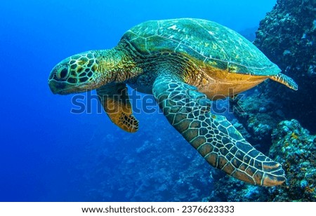Sea turtle swims in the underwater world. Underwater sea turtle. Sea turtle underwater. Sea turtle portrait underwater