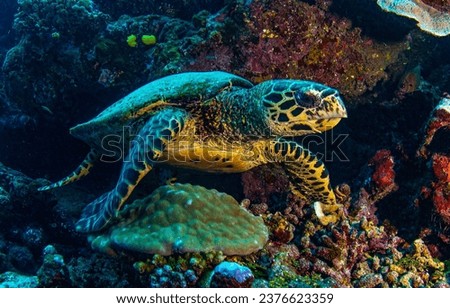 Sea turtle swims in the underwater world. Underwater sea turtle. Sea turtle portrait underwater. Underwater sea turtle view