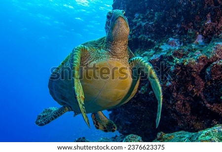 Sea turtle swims in the underwater world. Sea turtle underwater. Sea turtle portrait underwater. Underwater sea turtle