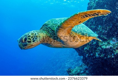 Sea turtle swims in the underwater world. Underwater sea turtle. Sea turtle underwater. Sea turtle undersea