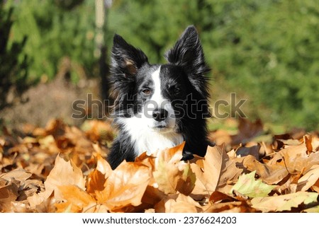 A dog lying in the leaves
