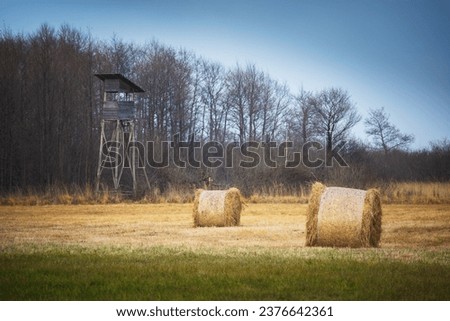Bales of hay in the field next to the hunting pulpit, autumn day