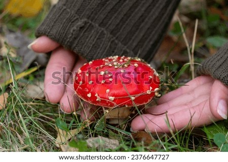 The hand of person is take Red fly agaric, a dangerous poisonous mushroom for humans, not edible Royalty-Free Stock Photo #2376647727