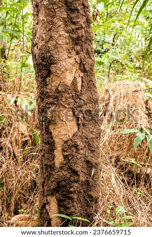 Termite Nests Hanging on Trees. Termites Build Homes On Large Tree Trunks In The Forest.