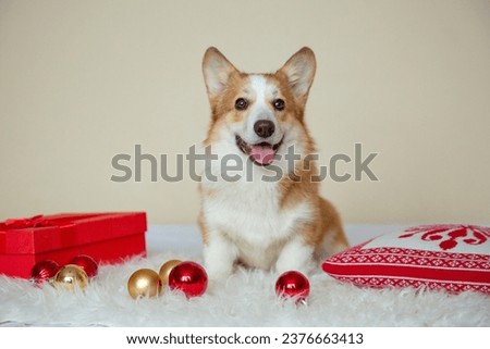 cute sad dog welsh corgi at home on the sofa with Christmas balls , new year, christmas card