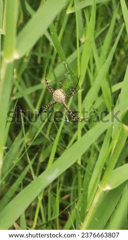 Picture of wasp spider in the tall grass