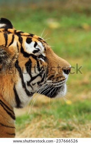beautiful tiger head closeup over out of focus background, image taken at the zoo, portrait