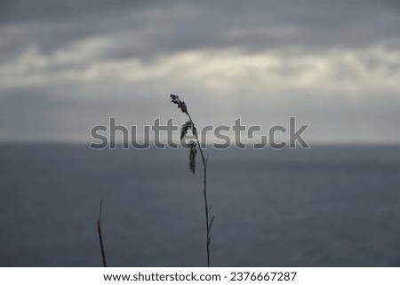 Small Flower on a Cloudy Coast