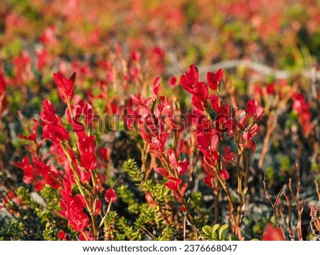 Detailed picture of vivid red plants and vegetation with autumn colors in Levi fell Lapland, Finland