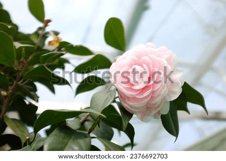The beautiful white rose picture 