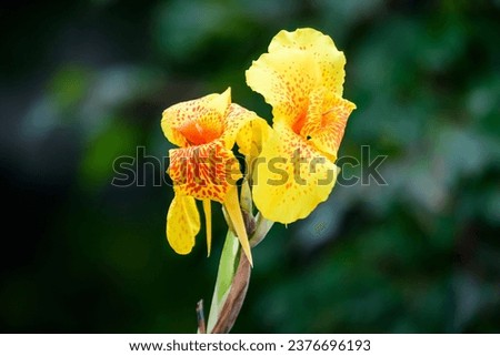 Vivid yellow flowers of Canna indica, commonly known as Indian shot, African arrowroot, edible canna, purple arrowroot or Sierra Leone arrowroot, in soft focus, in a garden in a sunny summer day