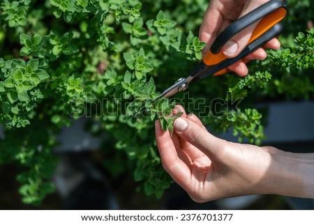 Oregano. Pruning oregano spice. Spices of the world. Caring for plants. Hands with scissors. Royalty-Free Stock Photo #2376701377