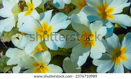 Primula vulgaris - herbaceous primrose plant blooming in spring in a botanical garden, Odessa Royalty-Free Stock Photo #2376710989