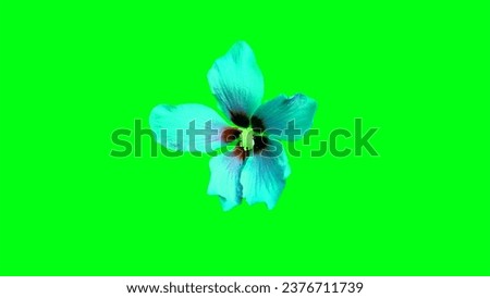 blue colour flower in background green screen,
