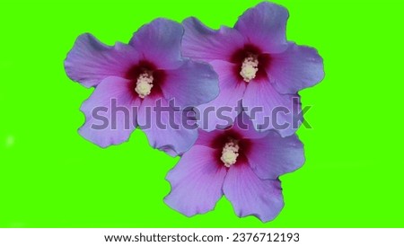 purple colour flower in green screen background,