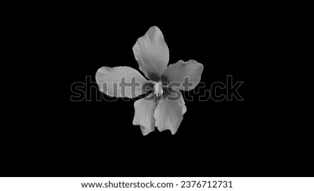 gray colour flower in black colur background,