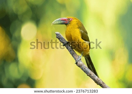 The saffron toucanet (Pteroglossus bailloni) is a species of bird in the family Ramphastidae found in the Atlantic Forest in far north-eastern Argentina, south-eastern Brazil, and eastern Paraguay.  Royalty-Free Stock Photo #2376713283
