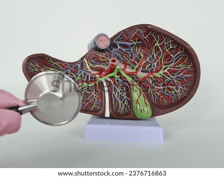 Medical professional, doctor, gastroenterologist or hepatologist holds anatomical model of human liver in hand and directs stethoscope in other hand to diagnose health and diseases Royalty-Free Stock Photo #2376716863