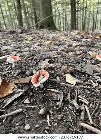wild mushroom ground photos from Upstate New York