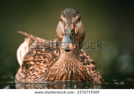 Close- up of a duck