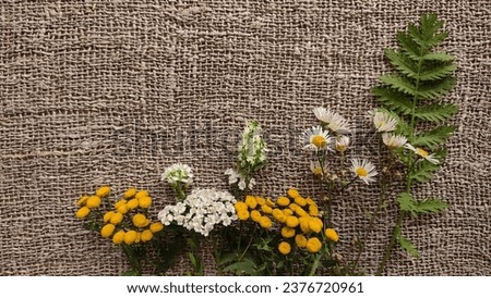 Linen jute photo backdrop with field wild yellow and white flowers, green plant leaves at the bottom of the background, frame and space for text, close-up. Natural concept.