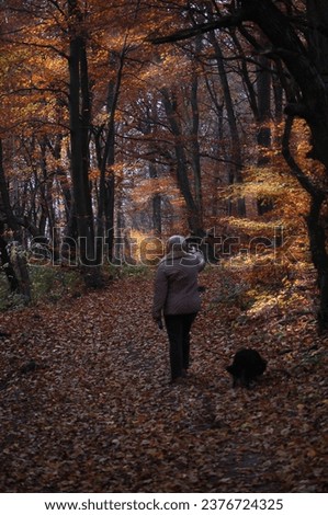 Walk in the autumn forest with the last rays of sunshine.