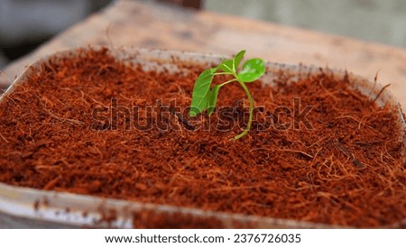 young plant shoots that grow on cocopeat media Royalty-Free Stock Photo #2376726035