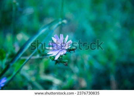 wild flower chicory, blue chicory