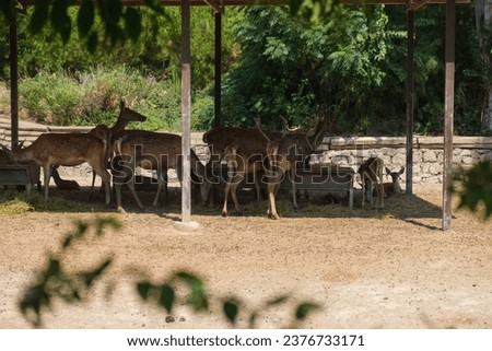a herd of wild deer in a pen