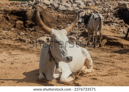 Herd of cows in Omo valley, Ethiopia