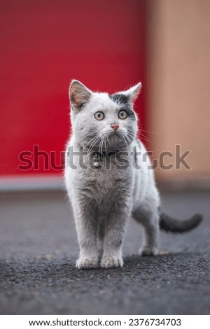 Portrait of a white and black kitten with a bell exploring its surroundings. Cute pet with a youthful, imprudent expression. Childlike curiosity.