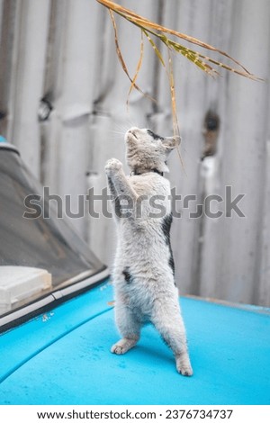 Portrait of a white and black kitten with a bell jumping and playing with a toy. Children's joy of playing games. Family pet.