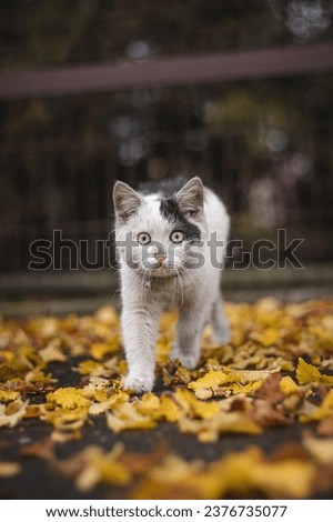 Portrait of white and black kitten with bell and his first movement in nature. Kitty walks through the autumn leaves and curiously makes her way to adventure.