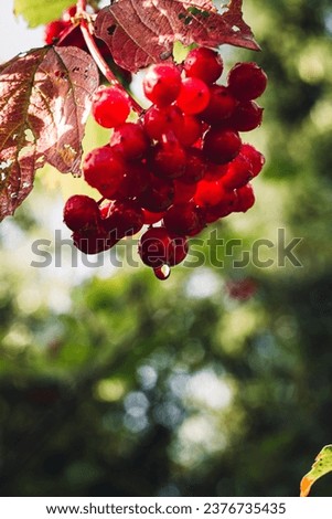 red viburnum on the branches. Close-up of red bunches of ripe viburnum on a branch in autumn sunlight. Viburnum opulus guelder-rose berries on a twig close-up. Guelder rose growth. Symbol of Ukraine.