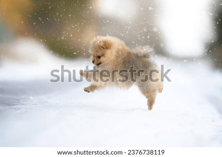happy pomeranian spitz puppy jumping outdoors in winter Royalty-Free Stock Photo #2376738119