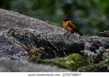 Black-crested bulbul on rock and Stripe-throated bulbul playing water